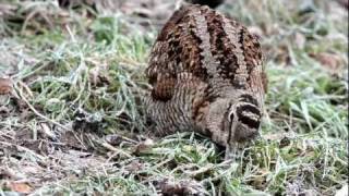 houtsnip  Scolopax rusticola  Eurasian Woodcock [upl. by Hilel]