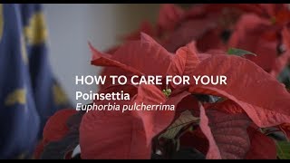 How to care for your Poinsettia  Grow at Home  Royal Horticultural Society [upl. by Nyladgam]