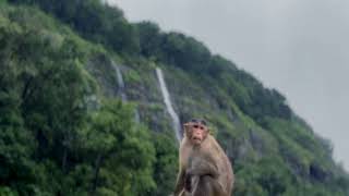 Amboli waterfall Cinematic Video in mansoon by Atharvnarvekar [upl. by Elke]