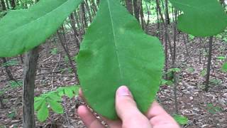 Tree Identification Hickory [upl. by Benita887]