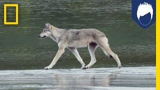 This Island’s Rare Coastal Wolves Could Be In Danger  National Geographic [upl. by Yoc]