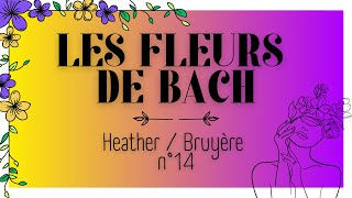 FLEURS DE BACH  HEATHER  BRUYERE N°14  TOUT SAVOIR EN 3 MINUTES 🌿 [upl. by Ahselak817]