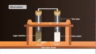 Science Subject  CBSE BOARD  Experiment of Alcoholic Fermentation in Yeast [upl. by Allen]