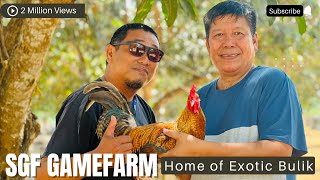 A DAY WITH GREG SAN GABRIEL  SGF GAMEFARM  HOME OF EXOTIC DOME  MAY PA BIDDING PA NG MANOK [upl. by Adlig]