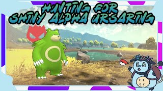 Hunting for Shiny Alpha Ursaring  Day 1 [upl. by Rosalynd]