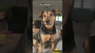 जहागीरी गेली पण फुगीरी जायना🤣😂😀😅 shots viral comedy karamativlog funnyanimals funny [upl. by Gnahk]