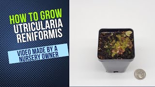 How to Grow and Propagate Utricularia Reniformis Carnivorous Plant Grow Guide [upl. by Rosner]