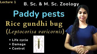 Rice gundhi bug Leptocorisa varicornis  B Sc amp M Sc  Zoology [upl. by Enidanreb]