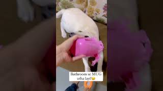 PoV  Bathroom se direct MUG utha layi 🤣🤣😂😂 dog labrador [upl. by Erdnoid367]