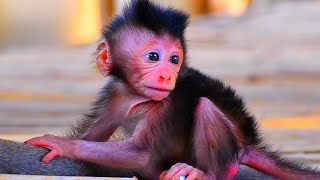 Nature Serenity Relaxing Harmony  Peaceful Baby Monkeys and Bird Songs [upl. by Anelra489]