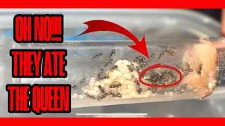 How To Start An Ant Colony EXPERIMENT  Part 3 [upl. by Trebleht]