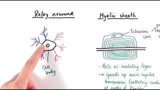 A2 Biology  Neurones OCR A Chapter 132 [upl. by Nossah]