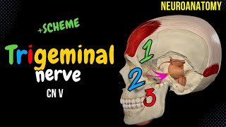 CN 5 Trigeminal Nerve EASY Scheme  Animation [upl. by Haet]