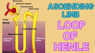 Ascending Limb of the Loop of Henle [upl. by Arocat]