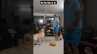 The Play Time youtubeshorts cocolove doglover [upl. by Genovera]