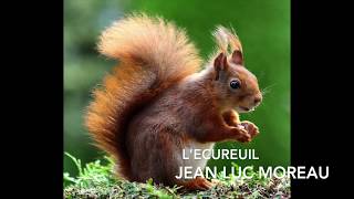 Poésie  Lécureuil  🐿JeanLuc Moreau🐿 [upl. by Niasuh]