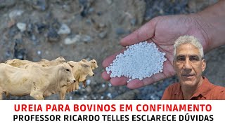 Professor de Nutrição de Ruminantes Ricardo Telles tira dúvidas sobre uso da Ureia para Bovinos [upl. by Bondon]