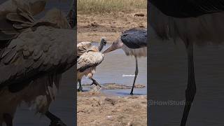 Marabou Stork vs Vulture Wincent akS32 bird nature wildlife [upl. by Aloiv]