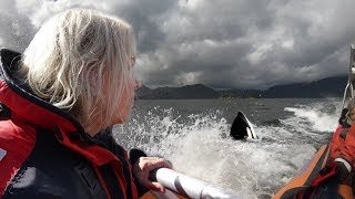 Vancouver Island  Whalewatching 4k [upl. by Ydaj]