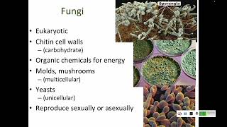 12 Types of Microbes [upl. by Neiv]