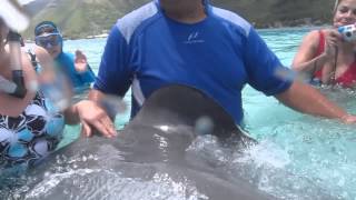 Feeding and Petting Stingrays and Sharks in Tahiti [upl. by Armillas]