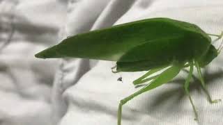 This Beautiful Katydid Visited Us Last Night Looks Like a Green Leaf Jamaican Katydid Grasshopper [upl. by Assilaj]