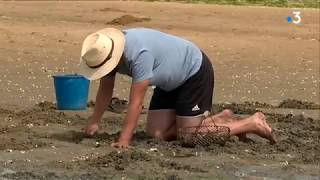 Les forts coefficients de marée attirent les pêcheurs à pied sur le littoral de CharenteMaritime [upl. by Lifton]