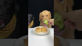 Today My Brother Ate My Sponge Cake Labrador and Golden The Daily Life Of a Silly Dog [upl. by Steve829]