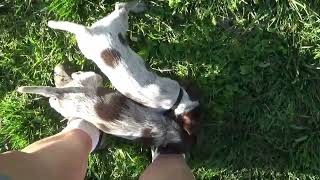 quotUquot Litter Six Weeks Old  Bluestem Kennels Wirehaired Pointing Griffons [upl. by Llennhoj758]