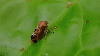 How Tiny Marvels Unfold Discovering the Secret World of a Froghopper on a Leaf 😀 [upl. by Anerual]