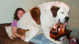 Big Dog Thinks Hes a Lap Dog 🤣 Funny Dog and Human [upl. by Las]