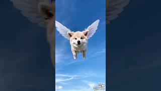 Flying Corgi The Cutest Dog Takes to the Skies [upl. by Ariat]