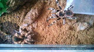 Nieudane dopuszczanie Acanthoscurria geniculata [upl. by Campney]