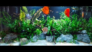 Fish Tank Overhaul 55 Gallon Nature Aquarium [upl. by Cedar751]