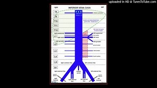 Inferior vena cava Injury Repair or Ligation [upl. by Ycniuq]