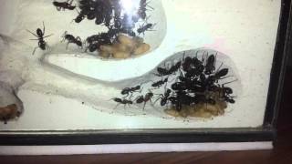 Ameisenfarm  Camponotus ligniperdus 05 [upl. by Kado347]