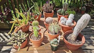 Stem succulents  plants adaptations to dry conditions Part 1 [upl. by Marilee]