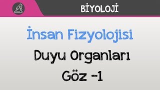 İnsan Fizyolojisi  Duyu Organları  Göz 1 [upl. by Llerrit]