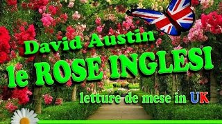 LE ROSE INGLESI DAVID AUSTIN GARDEN Prima parte [upl. by Nylodnew]