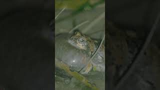 The Crying frog Physalaemus albifrons frogsounds [upl. by Laurel]