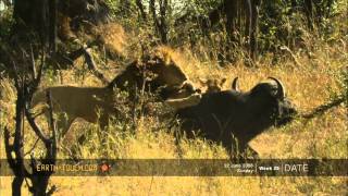 Epic clash between lions and buffalo [upl. by Redvers435]