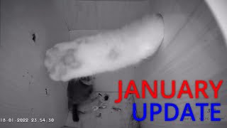 January Update  Overnight visitors installing cat spikes and a quick look inside the nestbox [upl. by Darrel626]