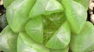 HAWORTHIA CYMBIFORMIS Succulent UK PLANT MOM [upl. by Kcirdnekel496]