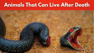 8 Animals That Can Live After Death  You Wont Believe [upl. by Lydie]