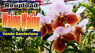 Vanda sanderiana  Waling waling [upl. by Arehahs]