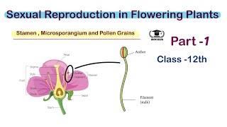 Stamen Microsporangium and Pollen grains  Class 12th  NEET  Biocules [upl. by Dianthe]