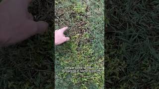 MSM Turf Herbicide on Bermuda Grass for Virginia Buttonweed Clover Broadleaf Weed Control [upl. by Chak790]