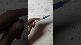 comparison of cyclic and non cyclic photophosphorylationbiology class important points [upl. by Ryun]