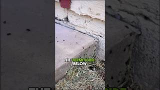 Injecting termiticide into the soil termites shorts pestcontrol arizona [upl. by Ecerahc]