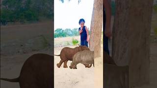 Jumanji Sampede Rhinoceros Elephants ZebrasGreen Screen With Sound Effect Zoo Animals animals [upl. by Nileve]